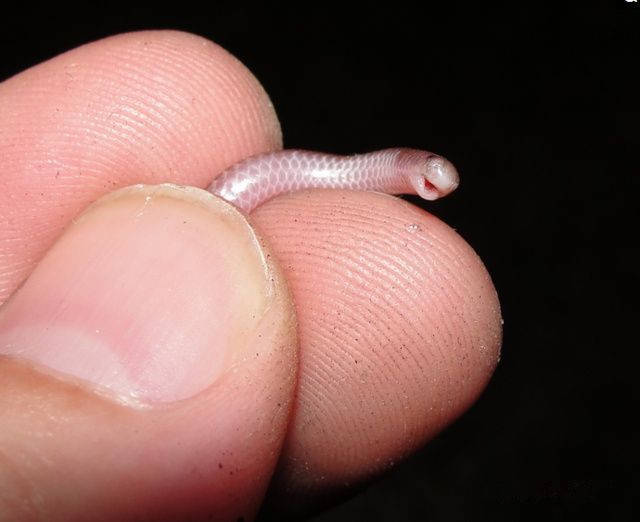 最小的毒蛇图片