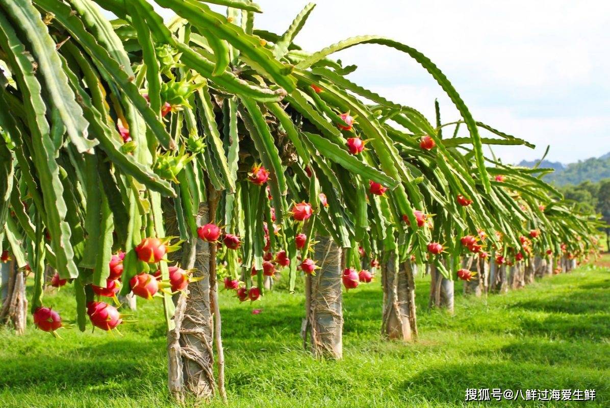 越南火龙果出口中国受阻市场转向澳新