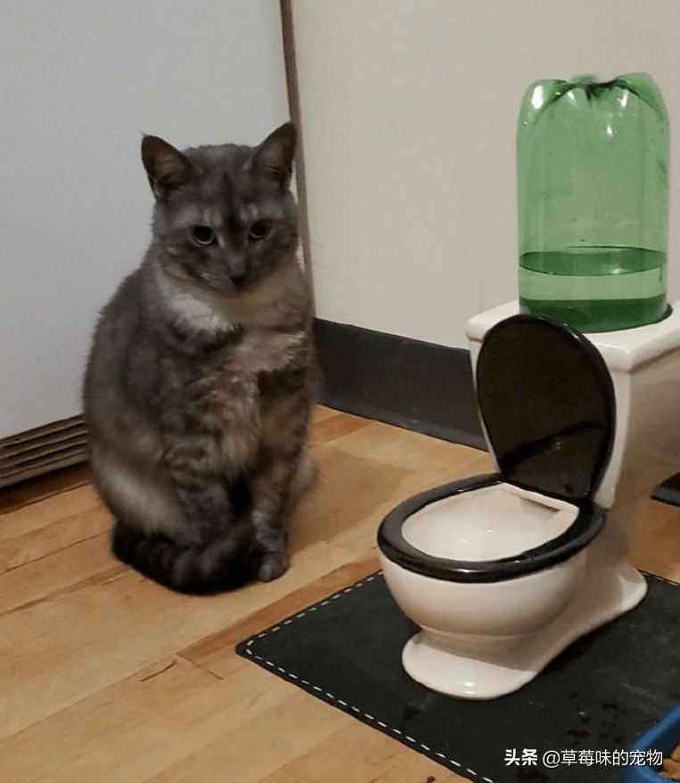 猫咪喜欢喝马桶水,于是主人给它买了一个迷你版,它喝完后却懵了_流动