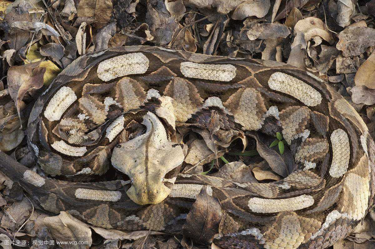 原创世界上十大毒蛇眼镜王蛇响尾蛇上榜你都见过哪些