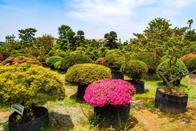 希望的田野十里飘香金华澧浦花木城十年发展之旅