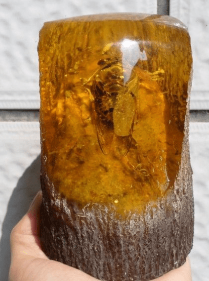 一滴松脂让2只"交配"的苍蝇,4100万年后成围观对象_琥珀_生物学_化石