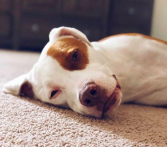 原创下楼看到无头狗差点把主人吓死每年都有狗因此丧命