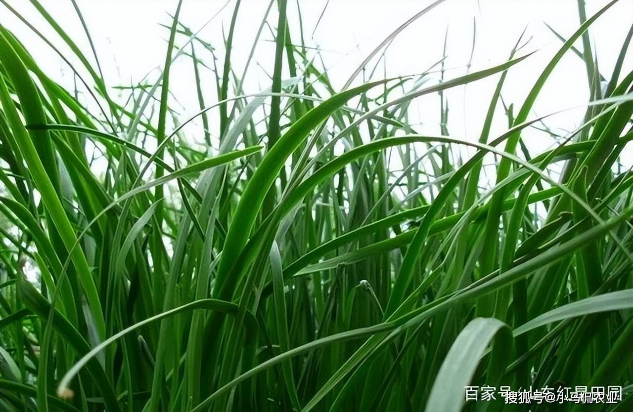 麦芽草种植前期讲究多,种植前先要浸种,养殖户把种子放在一个塑料瓶里