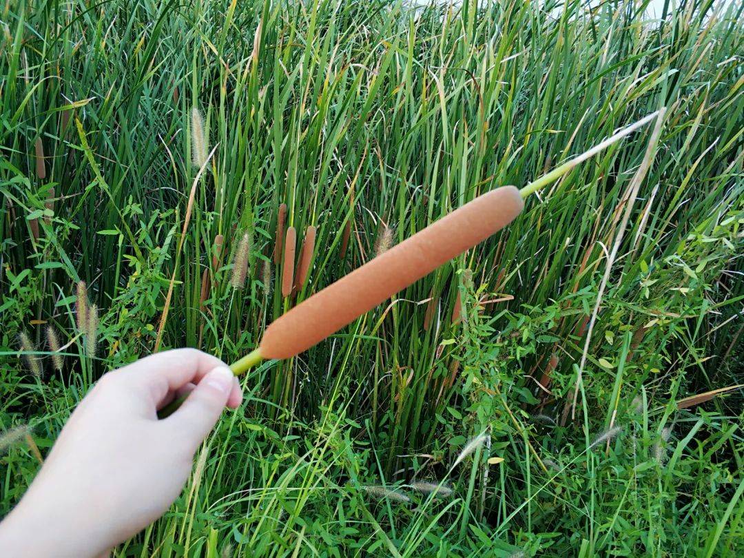夏季,这4种植物值得认识,能驱蚊止痒还能吃,农村路边就能采摘_蚊子_的