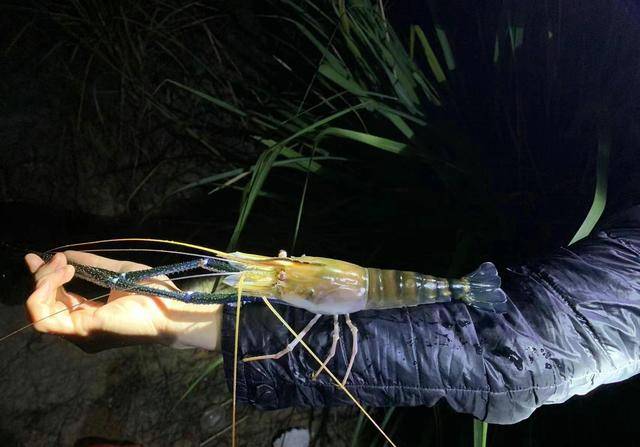 湄公河大虾入侵昌化江,大的半米多长,有人一夜钓了十几条