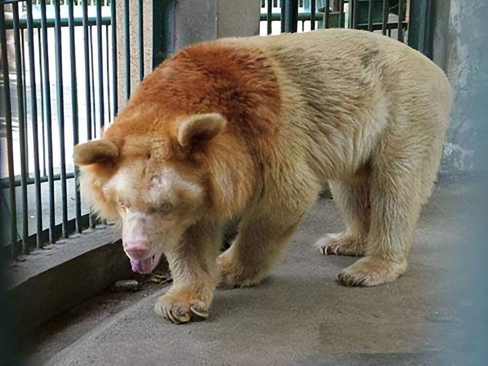 70多年头回见?陕西一居民家中惊现罕见纯白燕子!究竟是何原因?_白色_