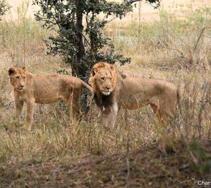 水坑四侠"希尔达"与查尔斯顿狮群的往事_盟友_阿姨_雄狮
