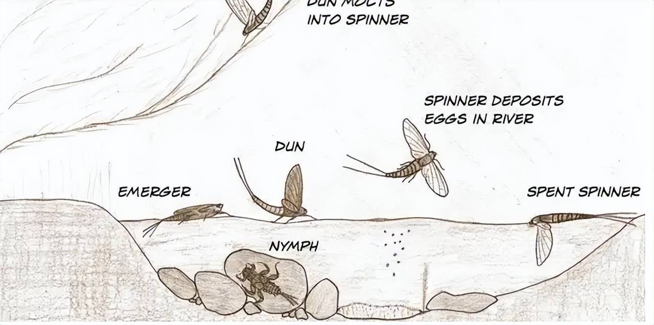 起源于距今两亿年的石炭纪,成虫后却只能活一天,说的就是它_蜉蝣_阶段
