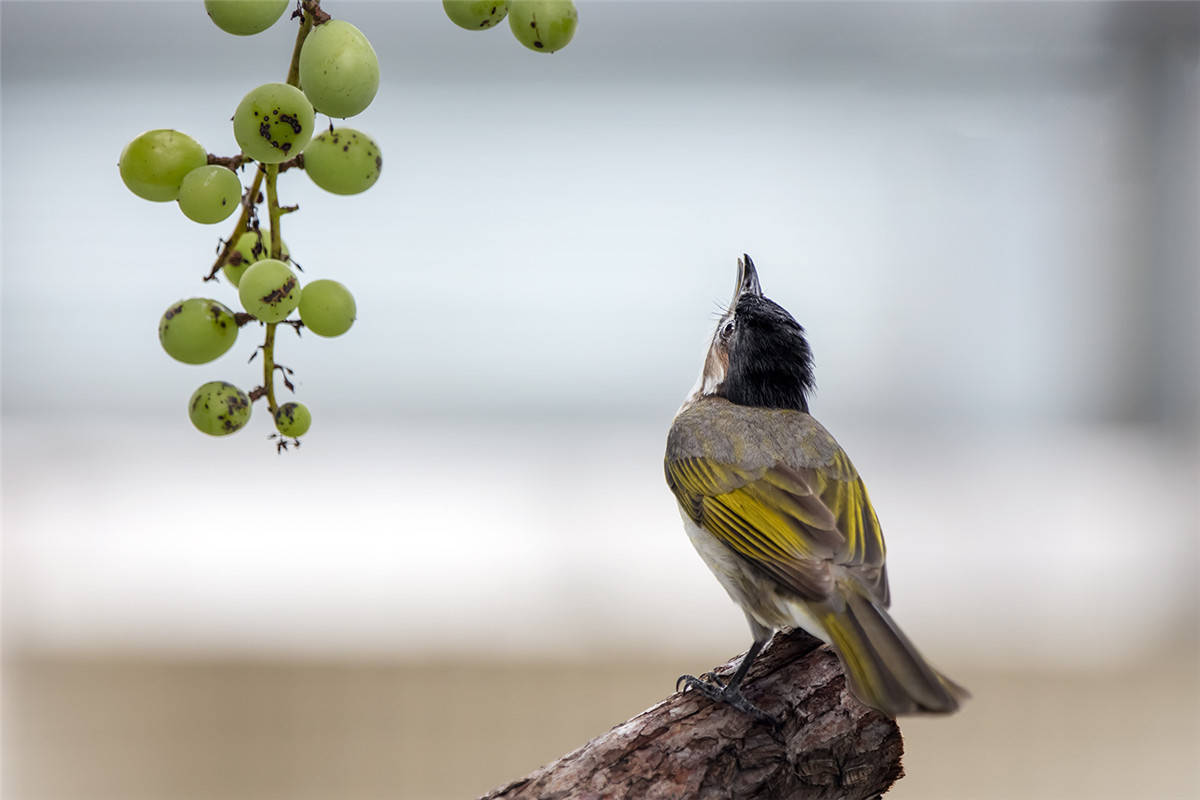原创中国野生保护鸟类摄影专题作品欣赏014白头鹎