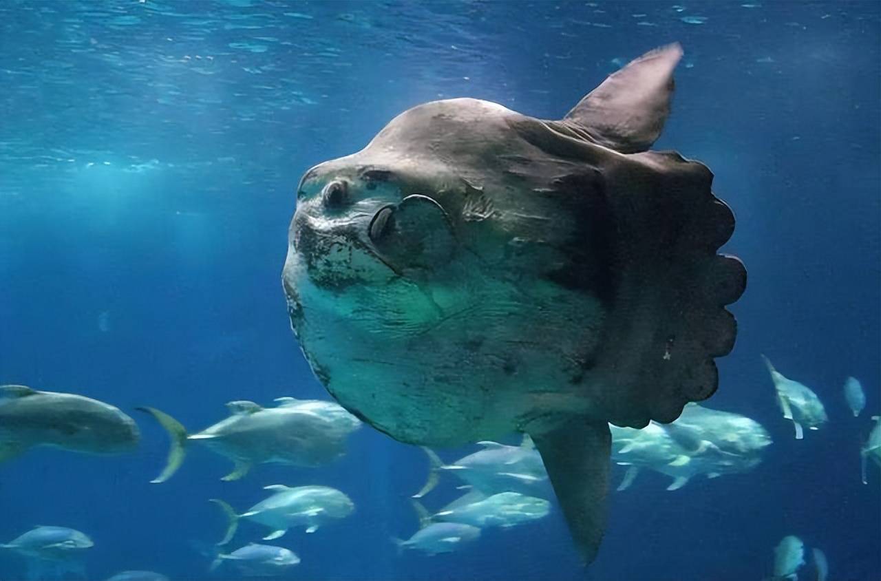 原创翻车鱼每次产卵3亿枚为何是易危生物因为它被海豹啃食都不跑