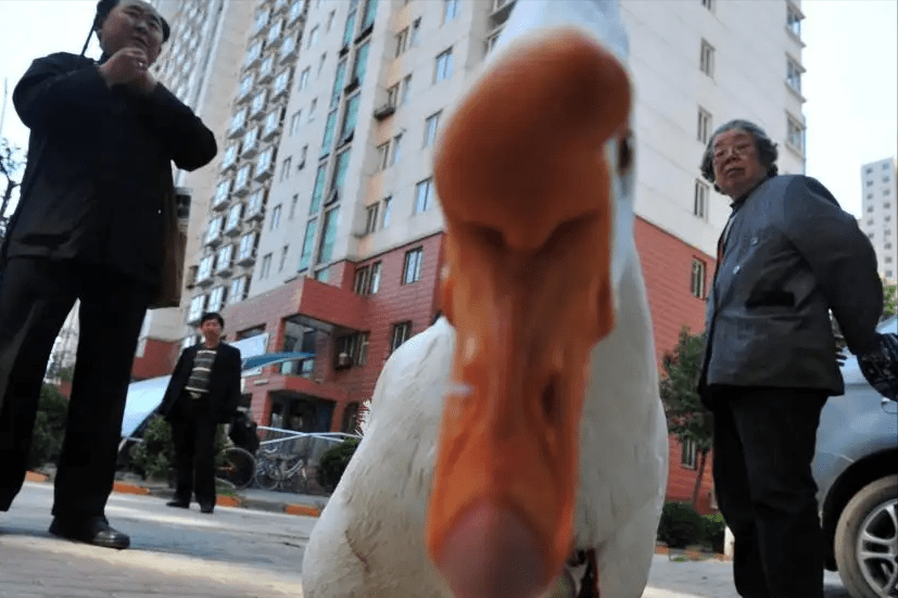 是我国民间流传下来的"土法子",老人常说鹅能杀蛇,鹅粪能驱蛇,只要家