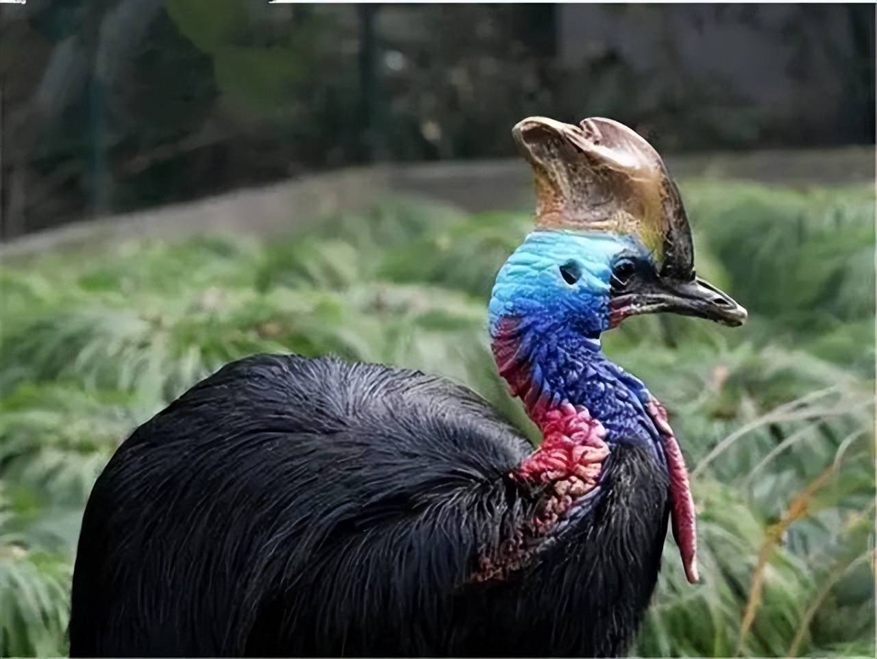 原创食火鸡并不食火脖子下戴着红领带翅膀成了摆设但爪子能戳穿木板