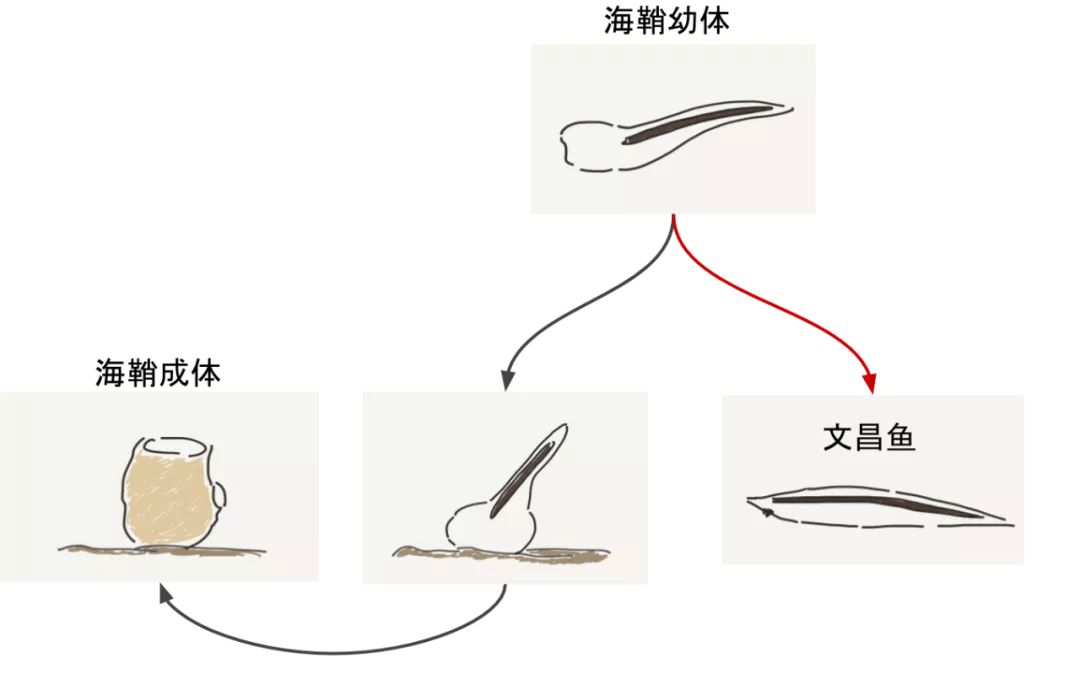 网红实验明星墨西哥美西螈变态或不变态的一生