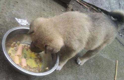 原创一根铁链子一个脏铁盆农村小土狗除了看家不配拥有其他吗