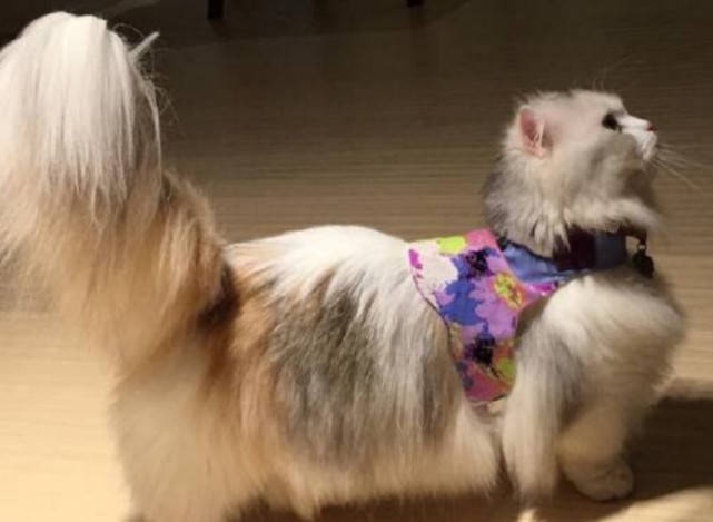 女主人网上炫耀长尾猫,网友表示大开眼界,这尾巴实在漂亮_猫猫_猫咪