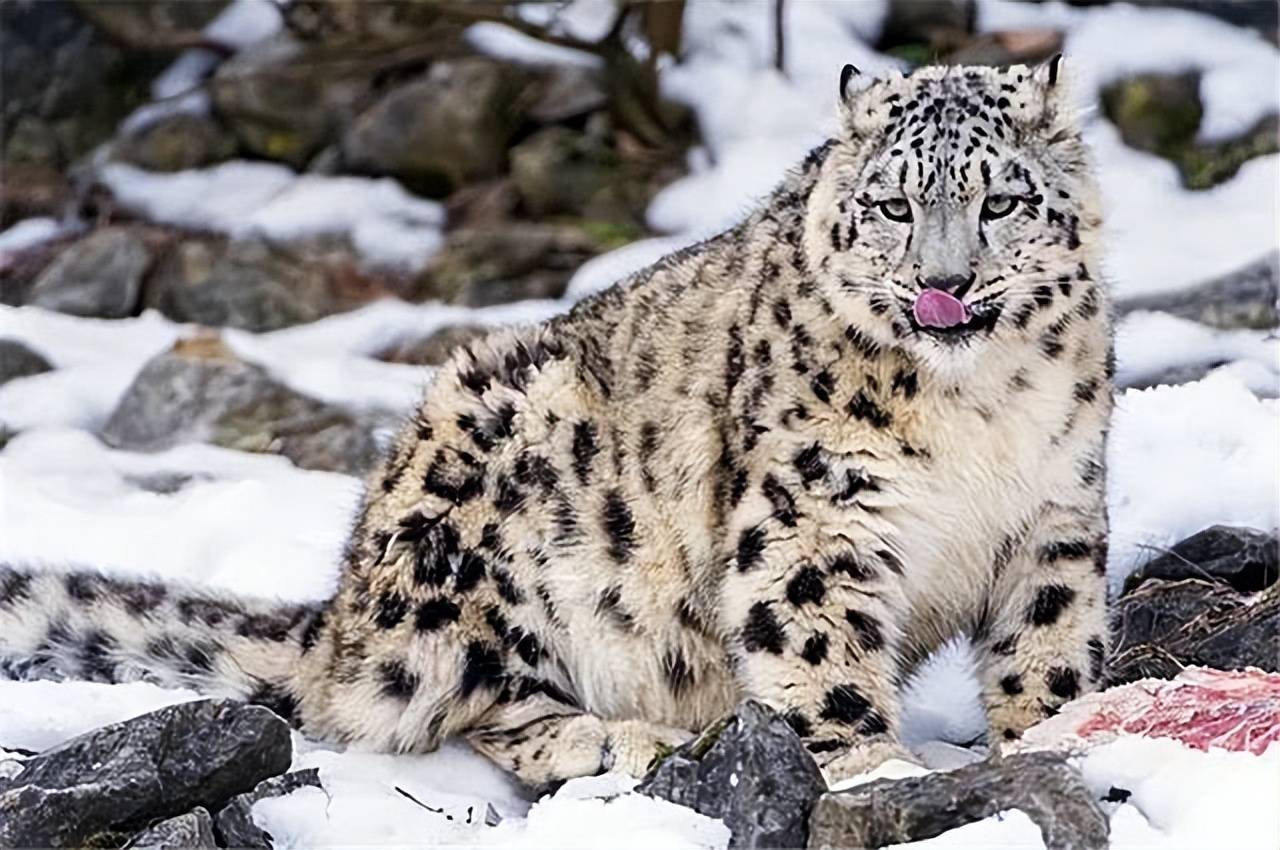 原创顶级食肉兽雪豹首现黄土高原夜袭羊圈是何原因从哪儿来的