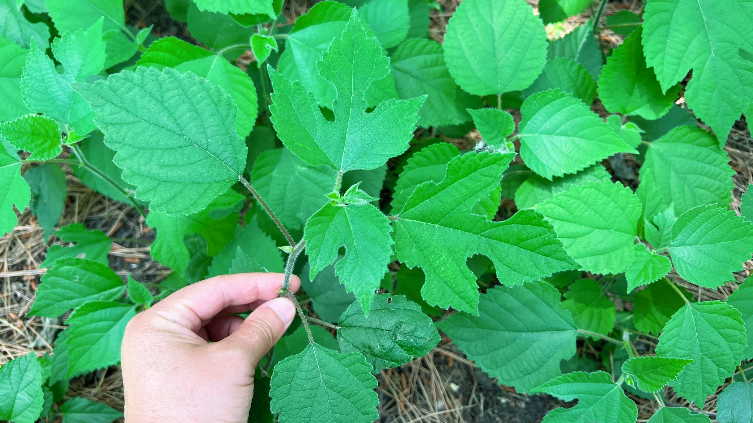 这菜金不换,比荠菜还鲜,6月农村到处是,蒸一蒸,好吃不上火_野菜_叶子