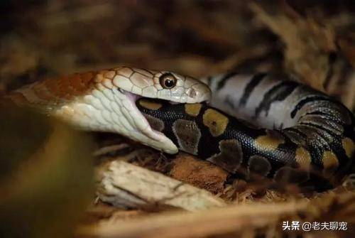 眼镜王蛇毒蛇之王只许我毒你不许你毒我的毒王之王