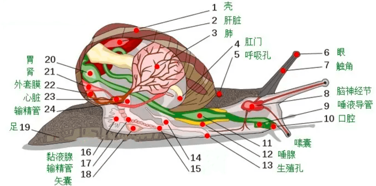 在中国泛滥成灾的非洲大蜗牛