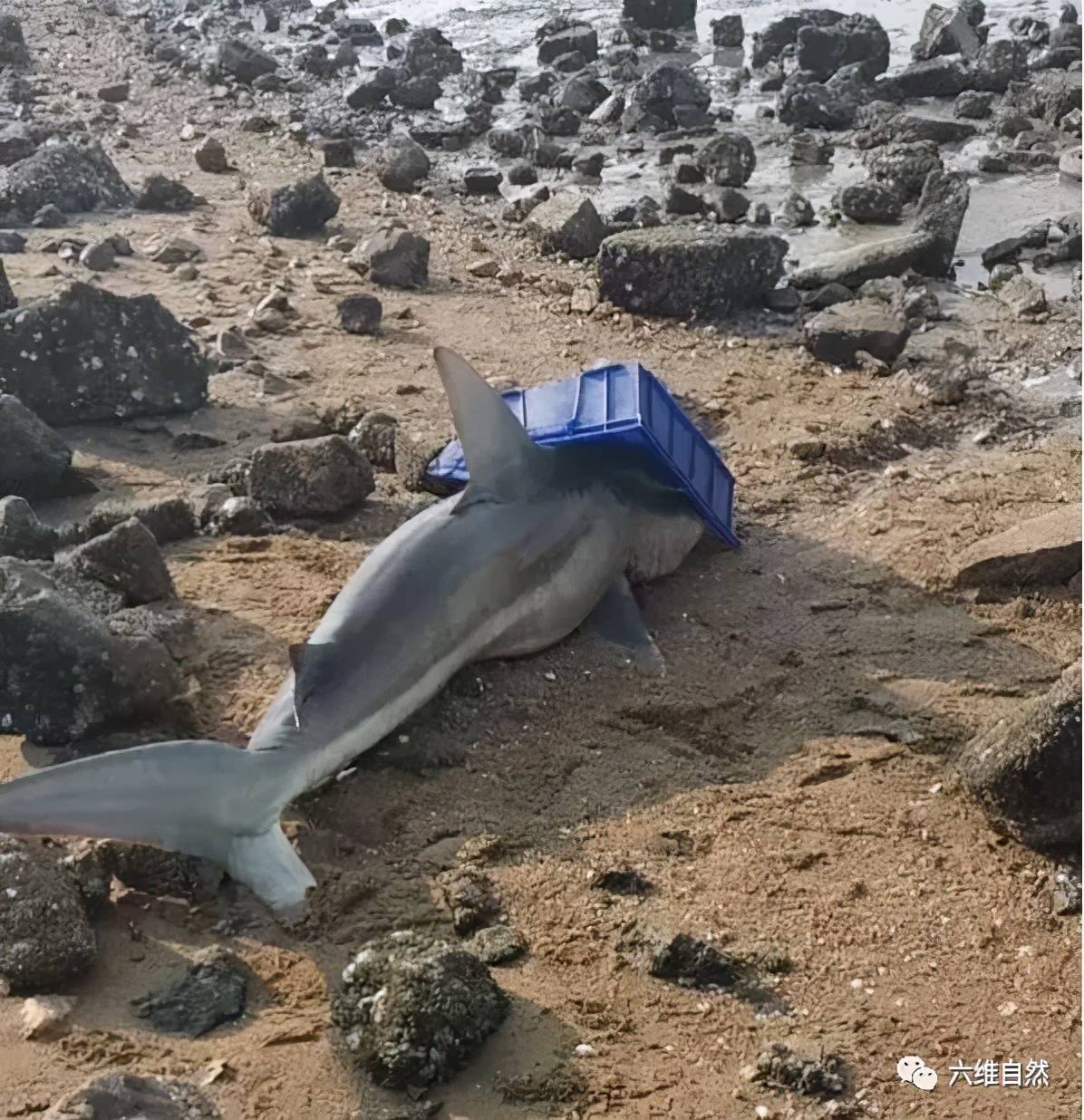 一条约2米鲨鱼搁浅胶州湾鱼鳍有伤有渔民说是第一次见到鲨鱼