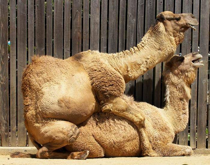 原创吃仙人掌刺拉浓缩尿唯一坐姿交配的有蹄类骆驼为何这么强