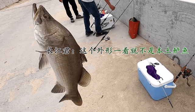 尼罗河尖吻鲈入侵茂名河道，钓鱼人：很多人钓到了 金目 鲈鱼 生态