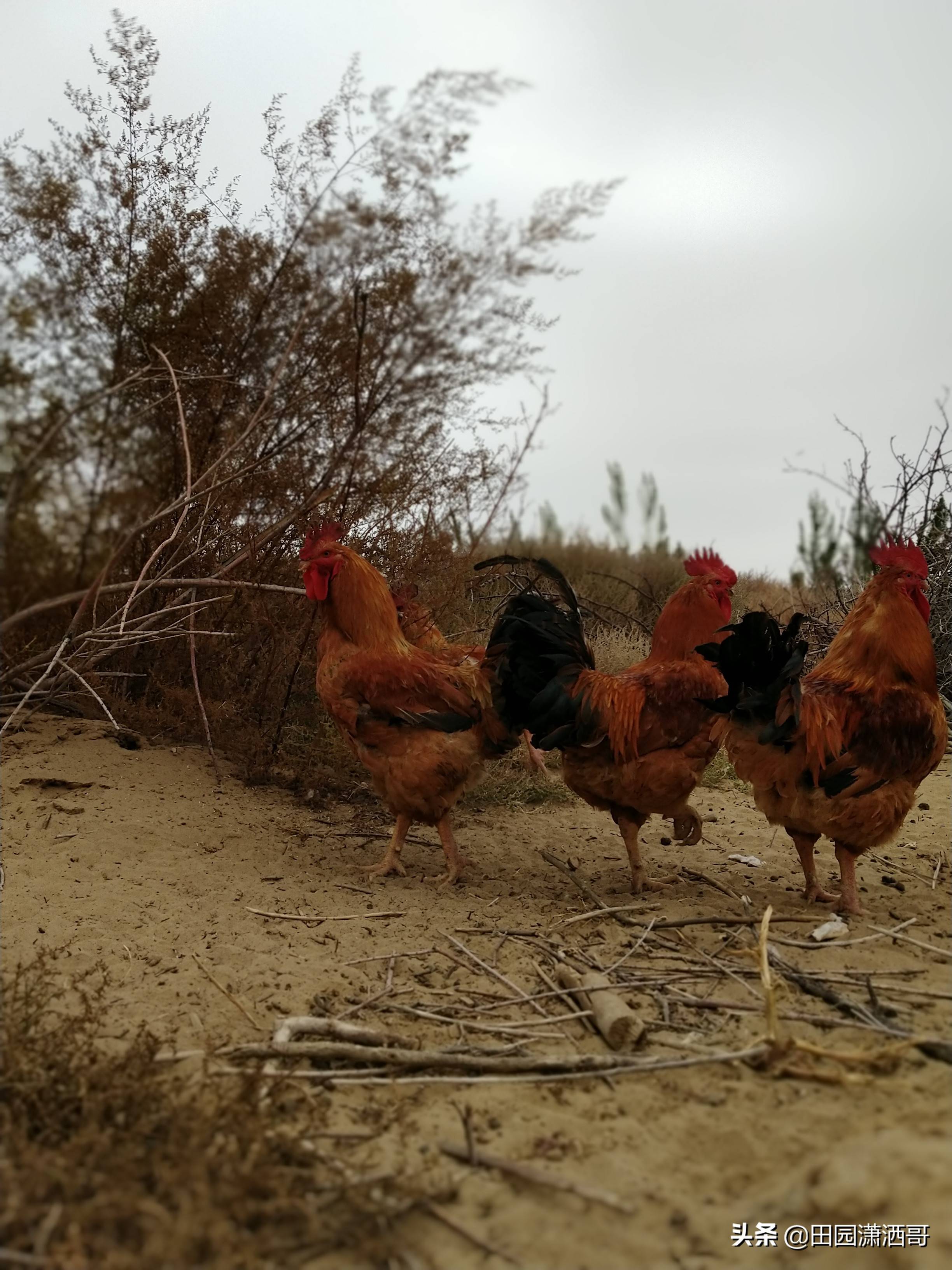 原创农村老妈妈放养的红公鸡霸气十足沙漠觅食的健壮身姿令人叹服