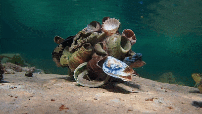 高分纪录片带你认识这只神奇的生物_craig_foster_小姐