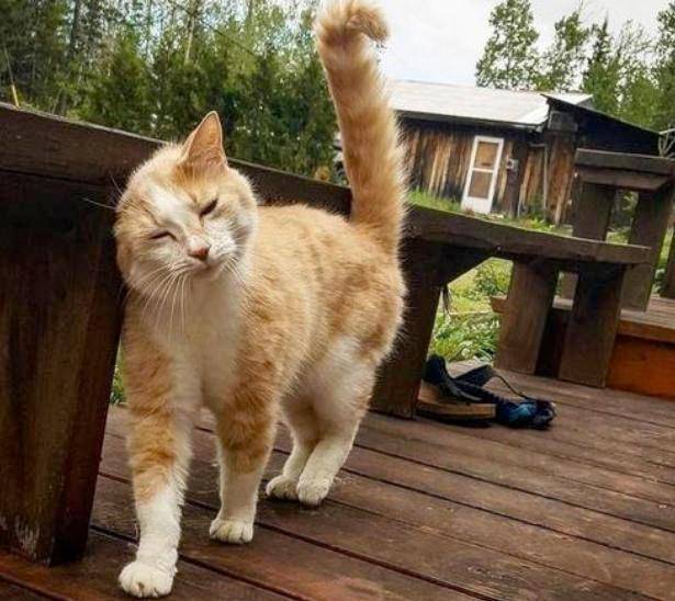 野猫_善意_猫咪