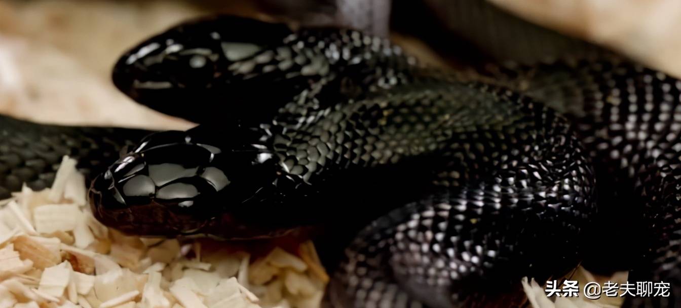 甚至在15年,南宁市出现的一条双头中华眼镜蛇,从头部到身体有6厘米是