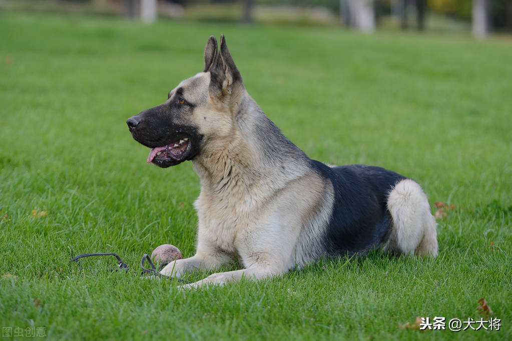 东欧牧羊犬标准图图片