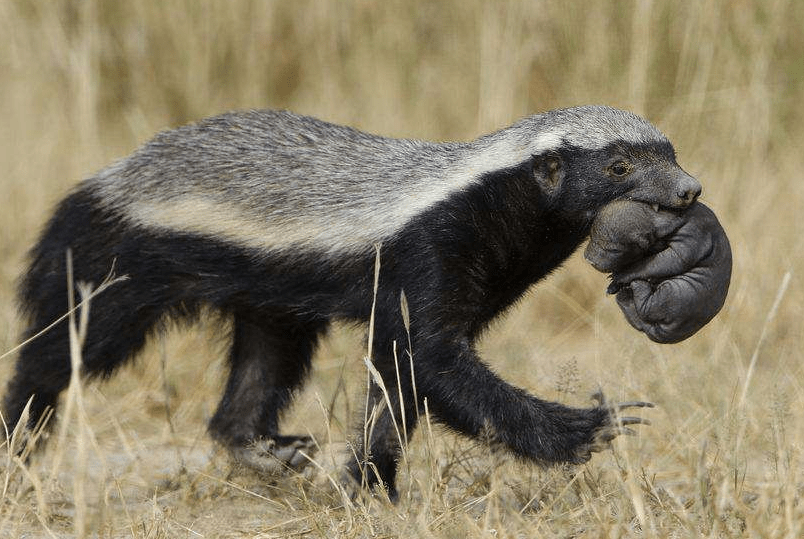 原创眼镜王蛇的天敌终于出现了吃它宛如吃辣条简直太厉害