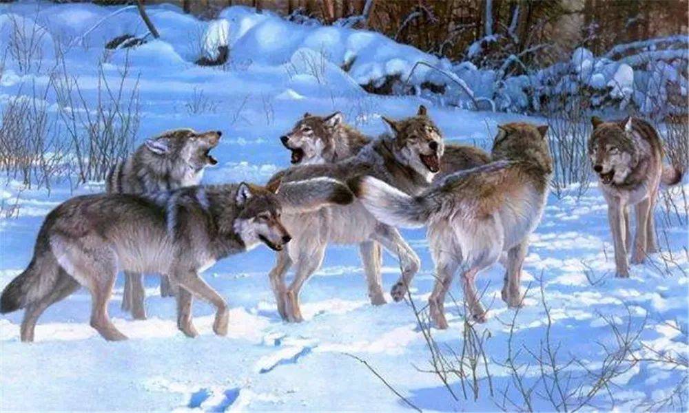 狼群刚捕杀马鹿，棕熊赶来抢食，头狼朝熊嚎叫被一巴掌拍倒，没有狼敢上前帮忙