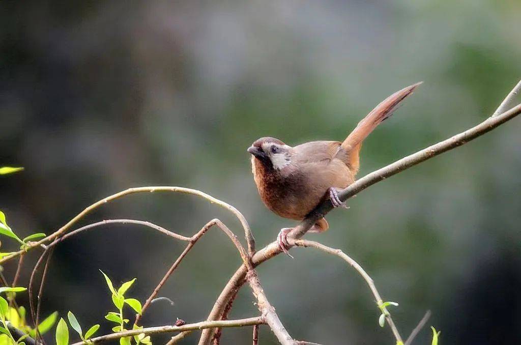 原創滄海一粟等15人百鳥爭鳴同題微詩畫眉鳥心香文藝