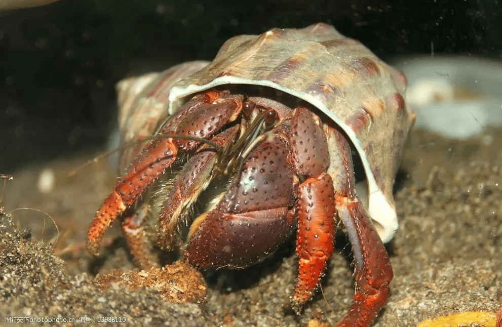 原创当横行霸道蟹逅呆萌可爱这些奇热的观赏蟹不了解一下75▽75