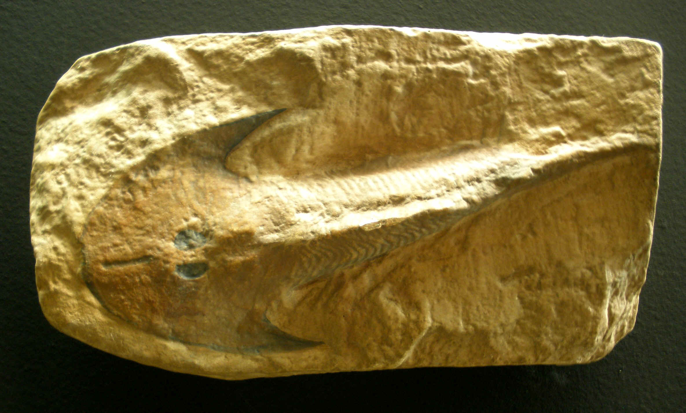 头甲鱼化石图片