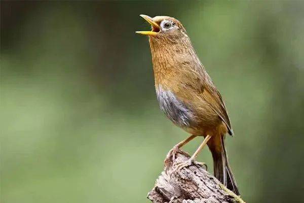 原创沧海一粟等15人百鸟争鸣同题微诗画眉鸟心香文艺