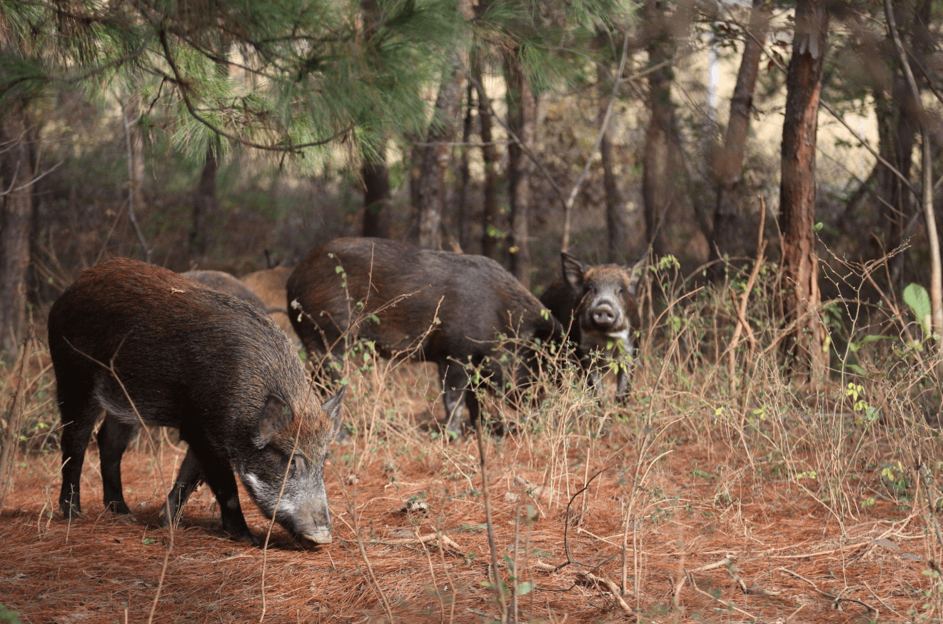 原创野猪引入北美已泛滥成灾为何国外人不食用在中国已受保护