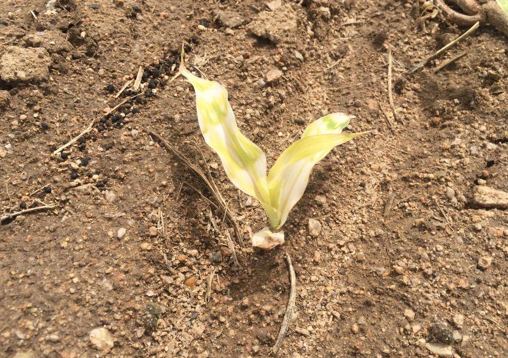 玉米除草剂药害?发生的原因是什么?又该如何补救?