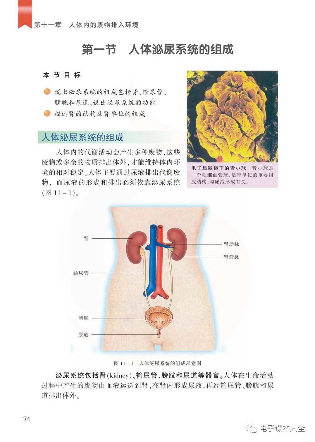 苏教版七年级下册生物电子课本教材