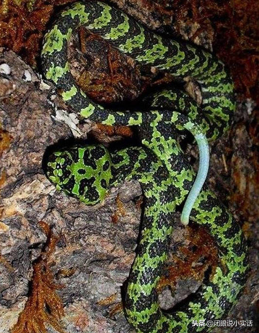 莽山烙铁头蛇俗称"小青龙",毒性非常强,不亚于五步蛇和眼镜王蛇.