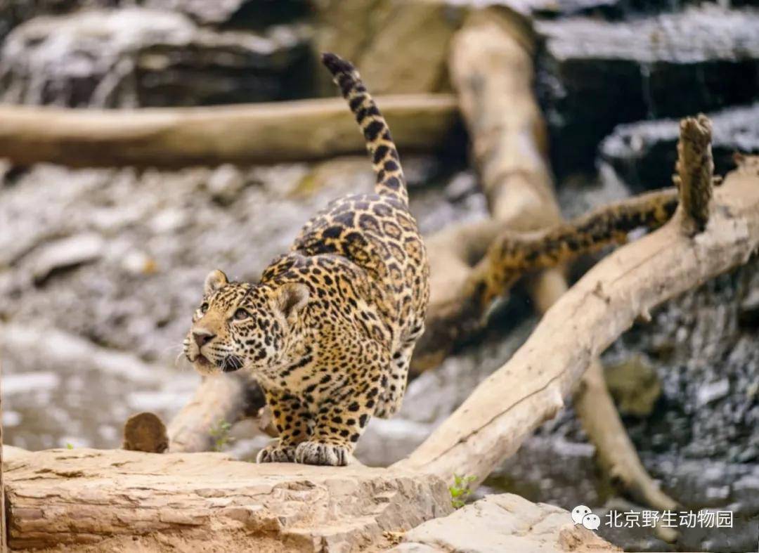 原創北京野生動物園藏在萬畝林中最沙雕的貓科動物