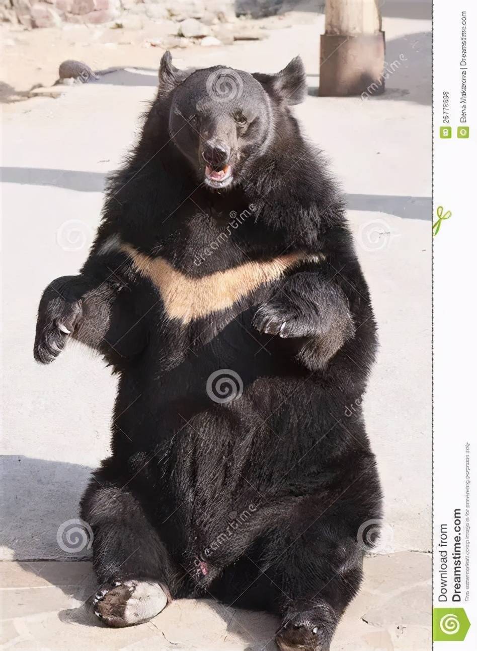 虎熊大战想多了老虎就是吃顿饭