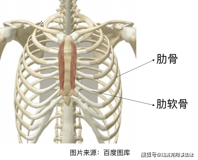 肋软骨位置图片