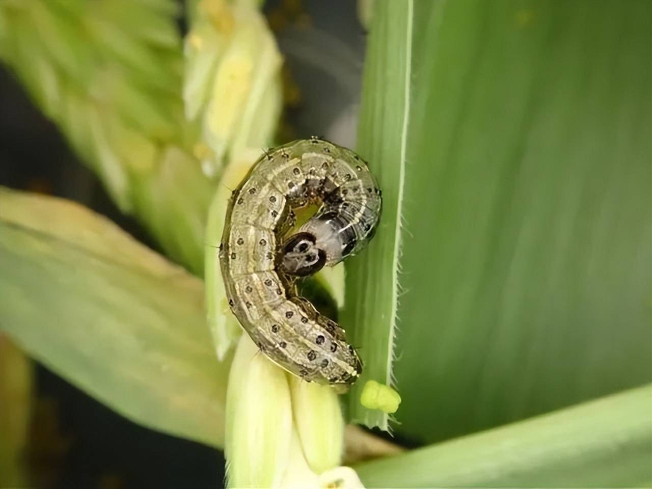 官方预警草地贪夜蛾大量北迁农民警惕