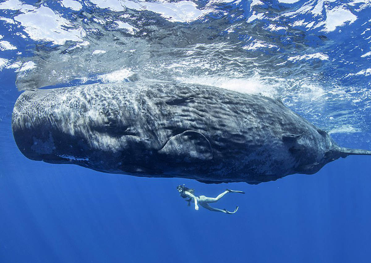 你见过鲸鱼喝奶吗?