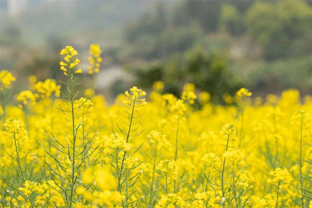 綻放在古詩詞裡的油菜花美不勝收