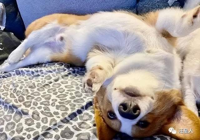 狗狗在宠物店住了两天后,回家时满脸委屈._杨小姐_弟弟_博美