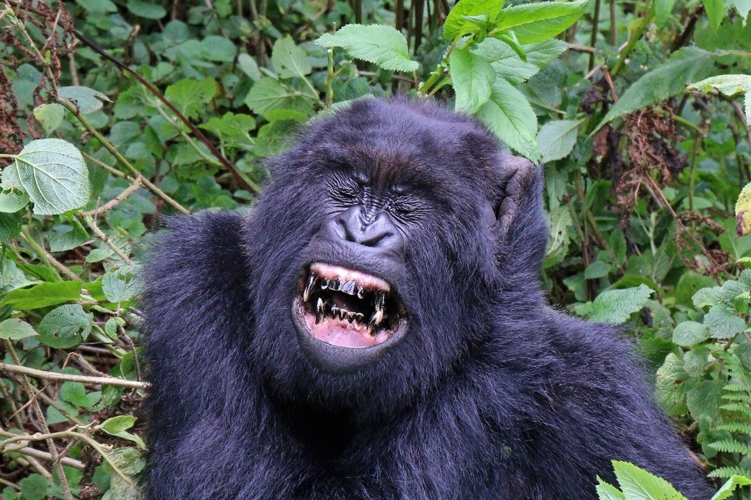 南非大猩猩图片